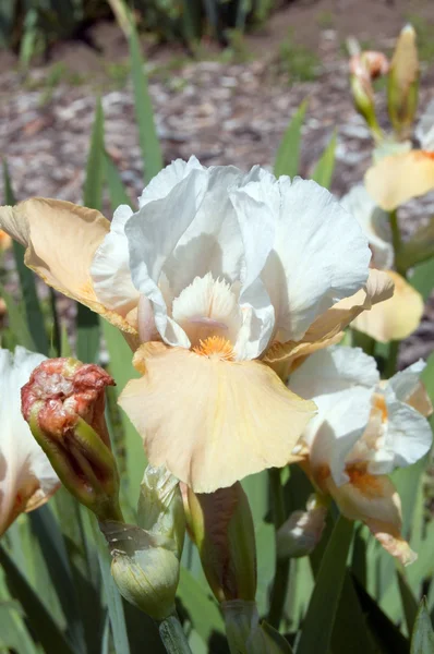 Iris blanco-beige — Foto de Stock