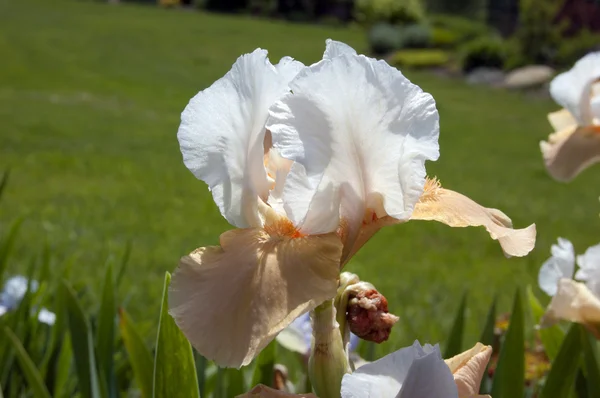 Iris. —  Fotos de Stock