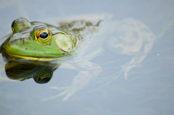 stock image Bullfrog