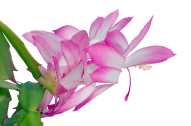 Schlumbergera