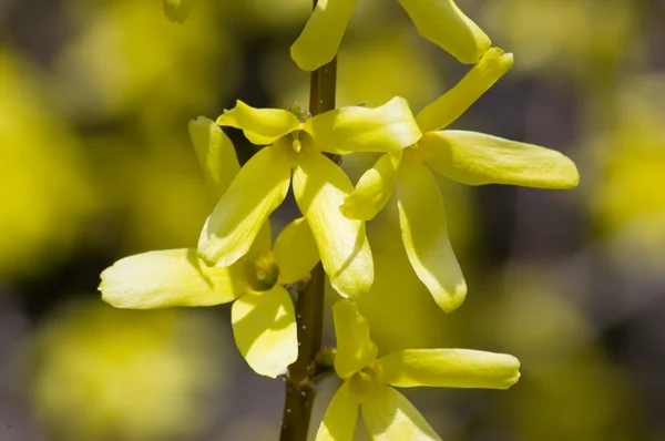 Forsythia — Stockfoto