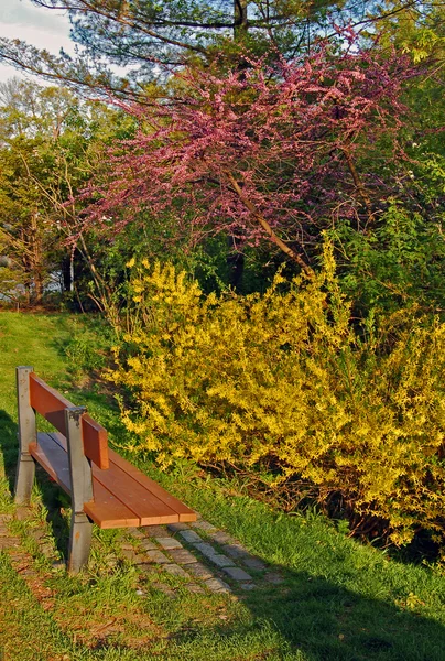 Colorful bushes — Stock Photo, Image