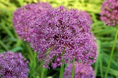 Allium gladyatör