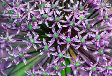 Allium gladyatör