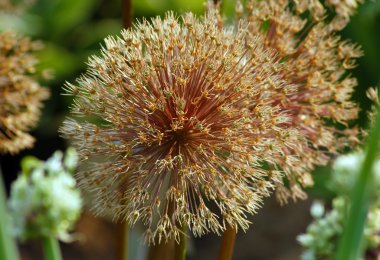 Allium gladyatör