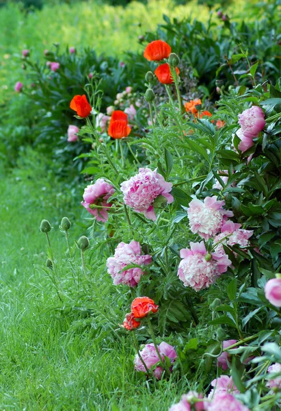 Poppies and peonies — Stock Photo, Image