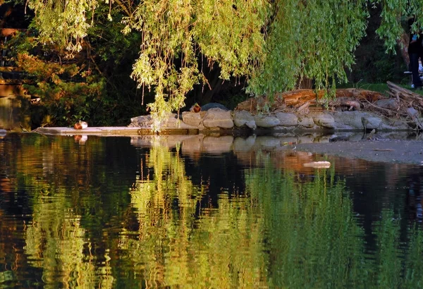 stock image Reflection