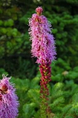 Liatris punctata