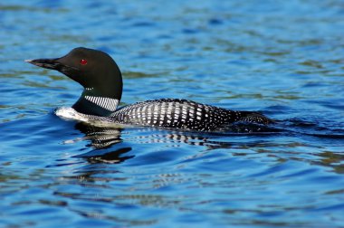 Common loon clipart