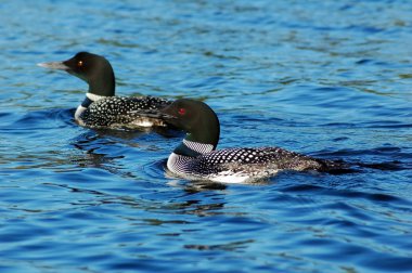 Common loon clipart