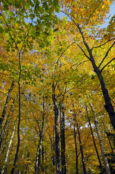 Hösten skogen — Stockfoto