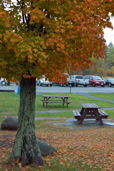 Fall tree — Stock Photo, Image