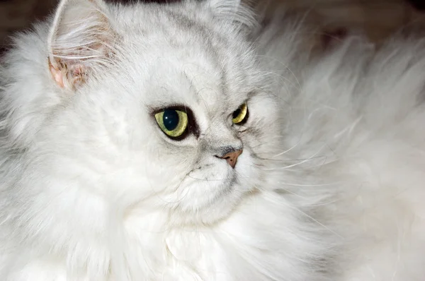 stock image Persian cat