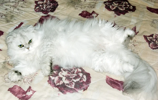 Μια λευκή Περσική γάτα — Φωτογραφία Αρχείου