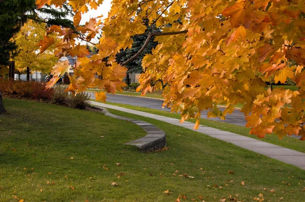 stock image Colorful tree