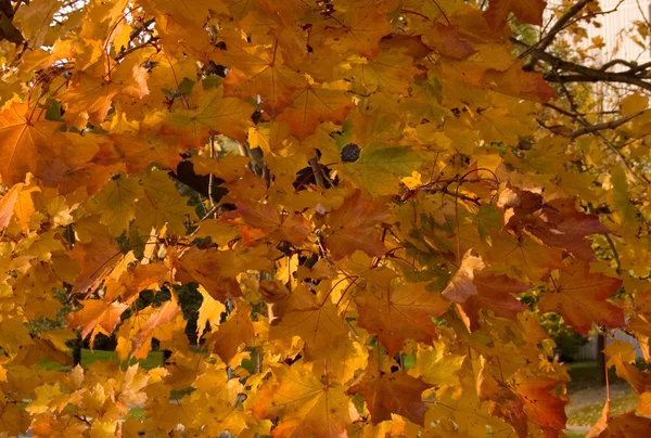 Χρώμα φύλλα — Φωτογραφία Αρχείου