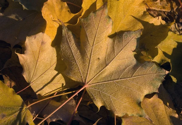Blätter im Frost — Stockfoto
