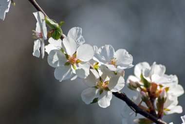 Crabapple çiçekleri