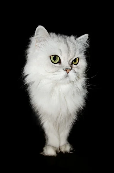 Μια λευκή Περσική γάτα — Φωτογραφία Αρχείου