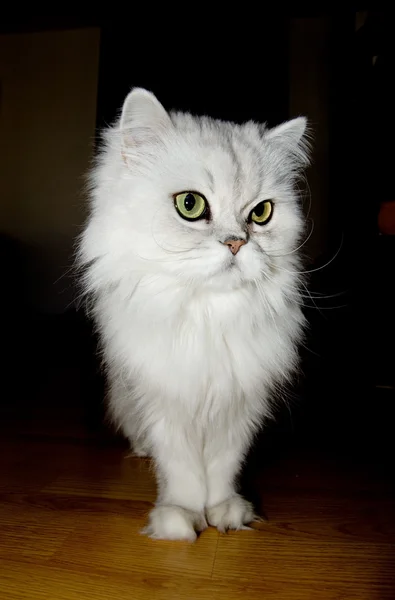 Persian cat — Stock Photo, Image