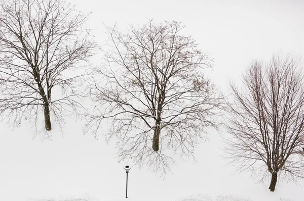 雪の上の木 — ストック写真