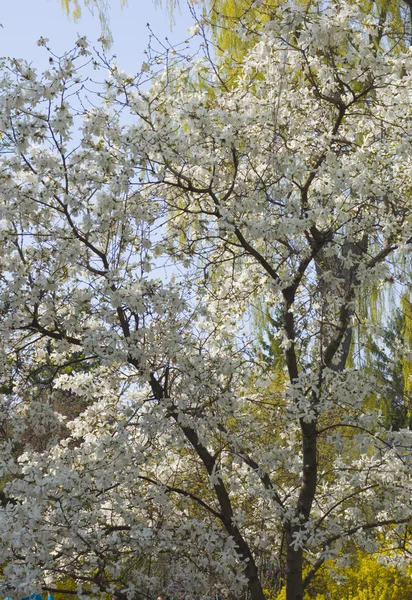 樱桃树 — 图库照片