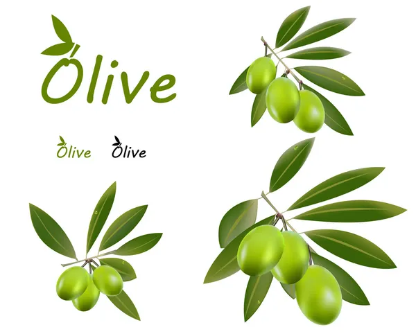 Green olives — Stock Vector