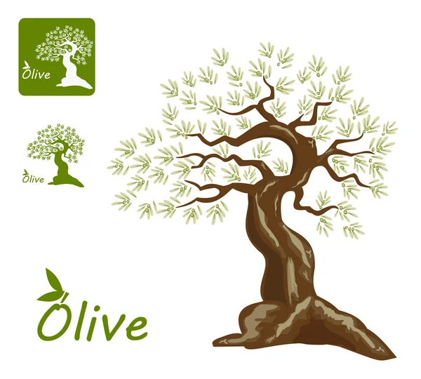 Drzewo oliwne — Wektor stockowy