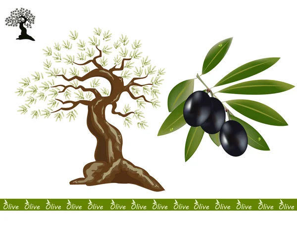 Olijfboom, zwarte olijven — Stockvector