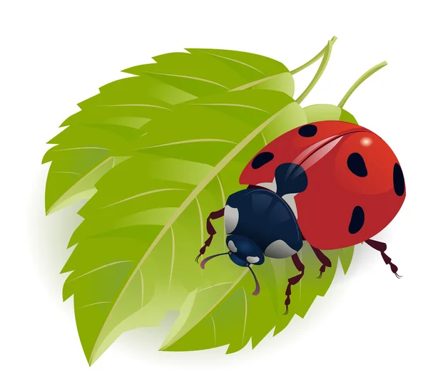 stock vector Ladybug on leafs