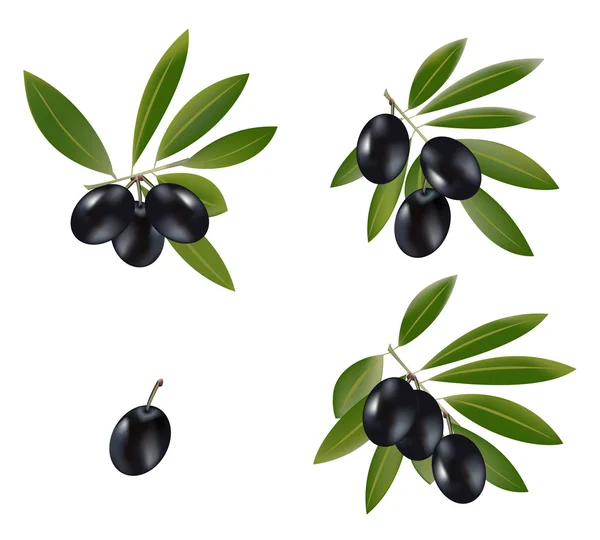 Măsline negre — Vector de stoc