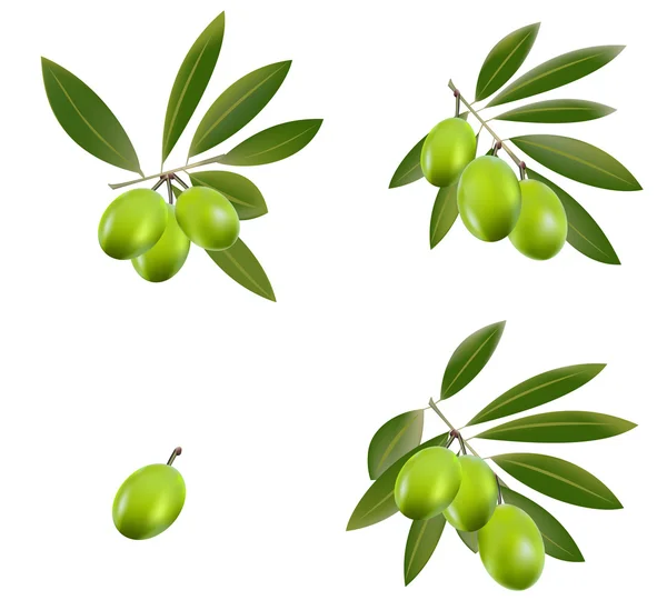 Groene olijven — Stockvector