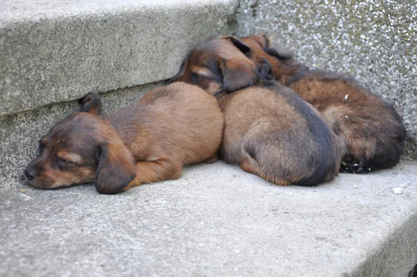 버려진된 3 작은 강아지 — 스톡 사진