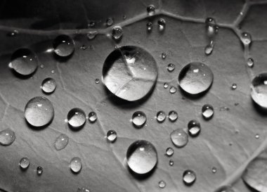 Macro shot of drops on green cabbage leaf clipart