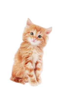 Cute kitten clipart