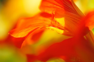 turuncu nasturtium