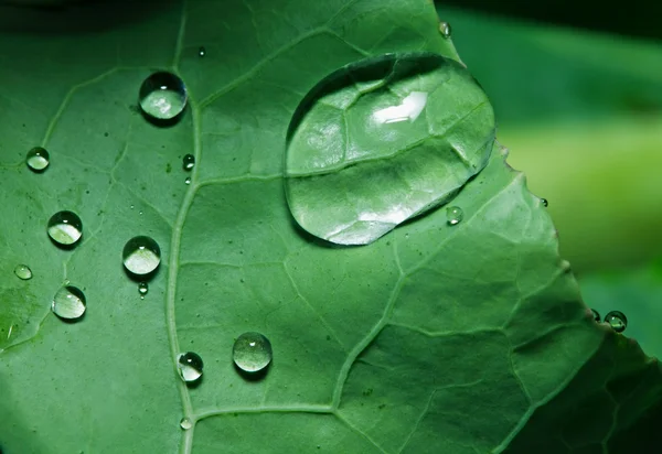Macro shot of drops on green cabbage leaf — Stock Photo, Image