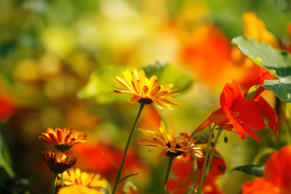 stock image Flowers in garden