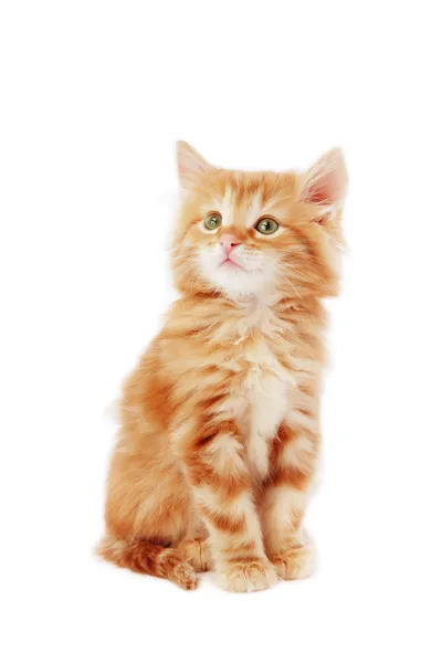 stock image Cute kitten