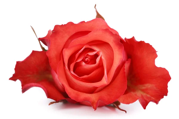 Krásná růže — Stock fotografie