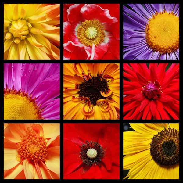 stock image Bright flowers