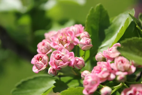 stock image Summer blossom