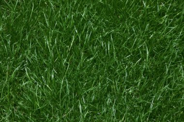 Close up of Lush Green Grass Lawn clipart