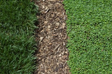 Grass Mulch and Ivy Background clipart