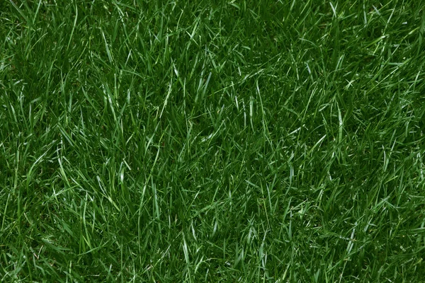 Nahaufnahme von saftig grünem Rasen — Stockfoto