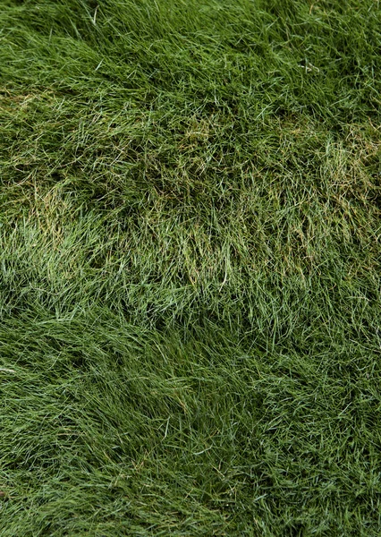 Close Up Wind Swept Lush Grass — Stock Photo, Image