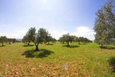 zeytin ekimi, balzamik sirke