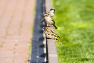 Street sparrow on little bronze fence clipart