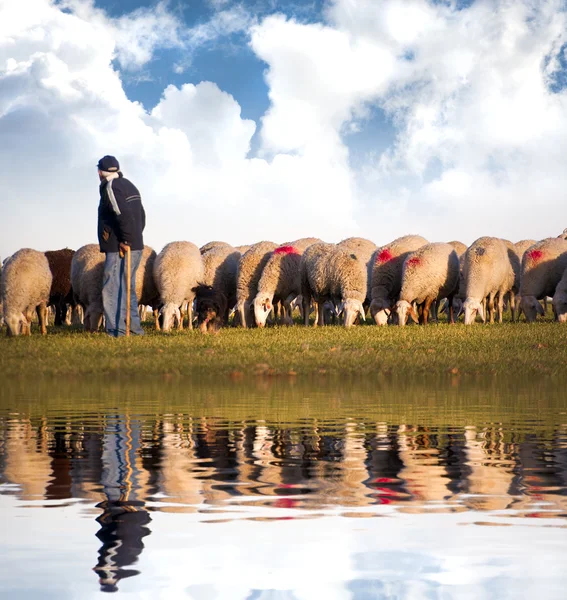 Pastore con pecore in un prato nell'acqua — Foto Stock