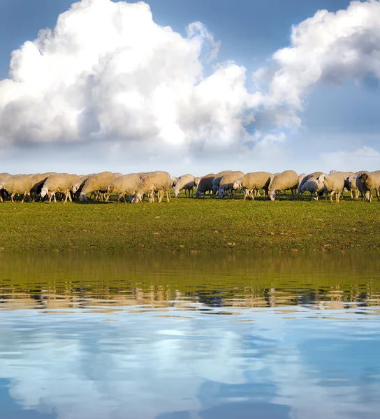Owce na łące z efektami odbicie wody. — Zdjęcie stockowe